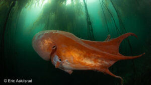 Посмотрите на редкого семирукого осьминога: он выглядит как инопланетянин