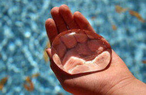 Quruq suv: afsona, hazil yoki haqiqatmi?