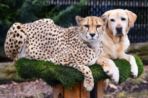 Nima uchun Hayvonot bog’larida gepardlar bilan itlarni  birga saqlashadi?