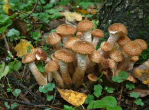 Dunyodagi eng katta organizm qaysi?