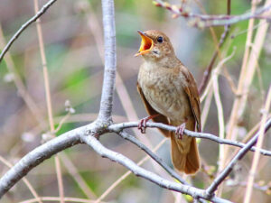 Nima uchun qushlar ko’proq tong saharda sayrashadi?