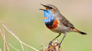 Qushlarning sayrashini tinglash g‘am-qayg‘uni samarali bartaraf etishga yordam beradi — tadqiqot