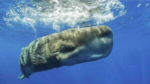 Бодающиеся головами кашалоты впервые попали на видео