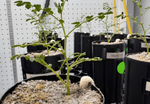 Oyda yetishtiriladigan ilk o’simlik nomi ma’lum qilindi