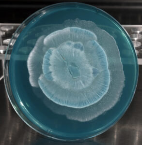 Suvni muzlatishga qodir ajoyib qo‘ziqorinlar aniqlandi