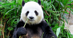 Hayvonot bog’ida pandani boqish qancha turadi?