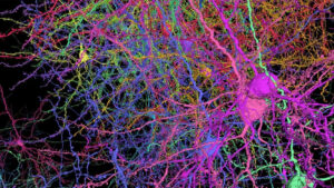 Olimlar aqlli odamlar miyasi ishlashining sirini ochishdi.