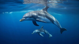 Delfinlar nima uchun bunchalik tez suzadilar? Olimlar sirni ochishdi
