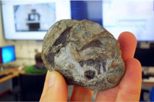 250 million yillik tuxum Yerdagi omon qolish sirini ochib berdi