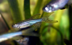 Zebravik (Danio-rerio) baliqlari dori vositalarining xavfsizligini tasdiqlaydi