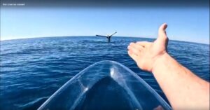 Kit boshi bilan tik turibdi: kamyob kadrlar va olimlarning sharhlari